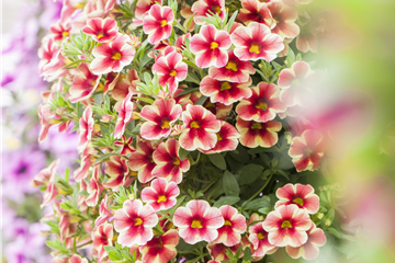 Beet & Balkon  Beet & Balkon