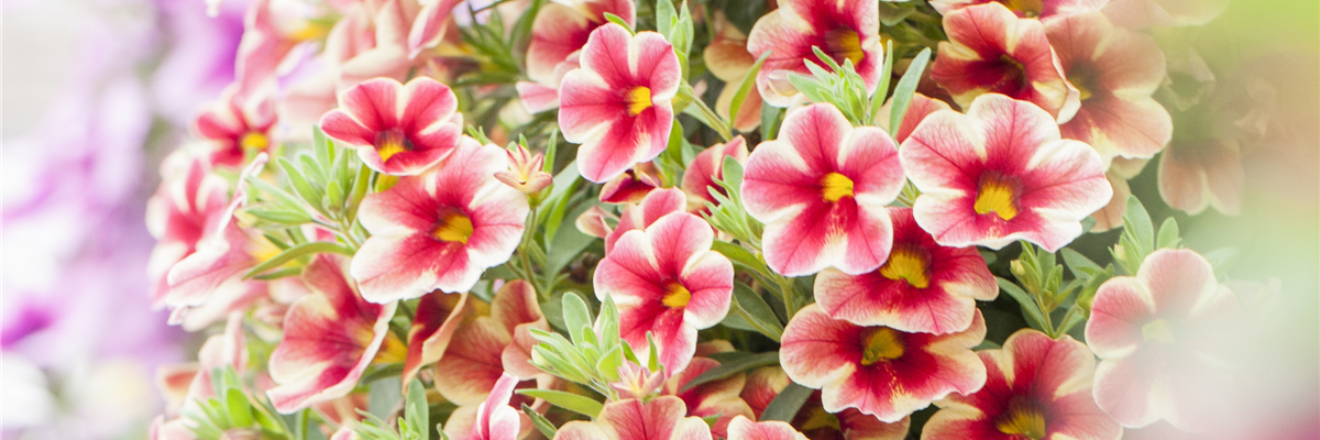 Petunia