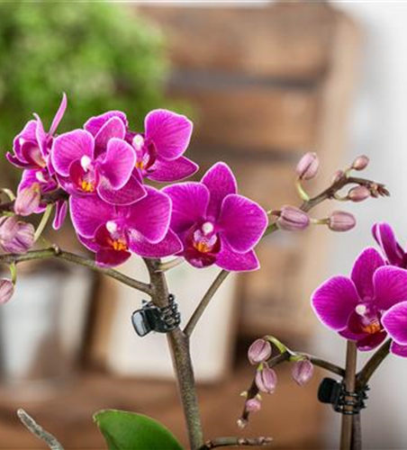 Pflanze des Monats Januar: Orchidee