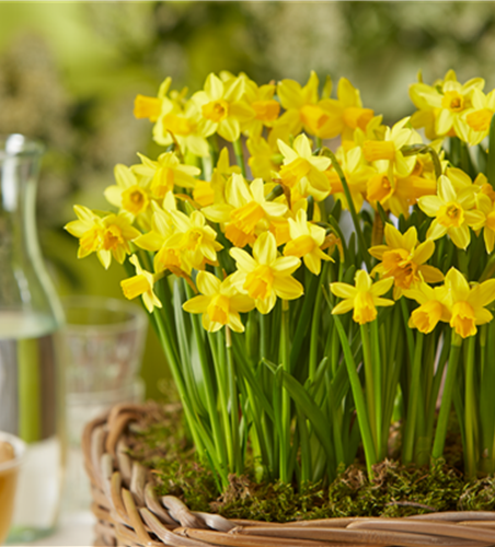 PFLANZE DES MONATS FEBRUAR: NARZISSE