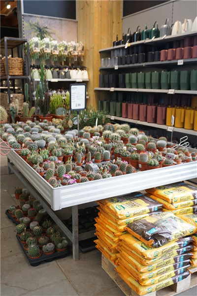Zimmerpflanzen zum Verlieben im Bazle Gartencenter in Gppingen
