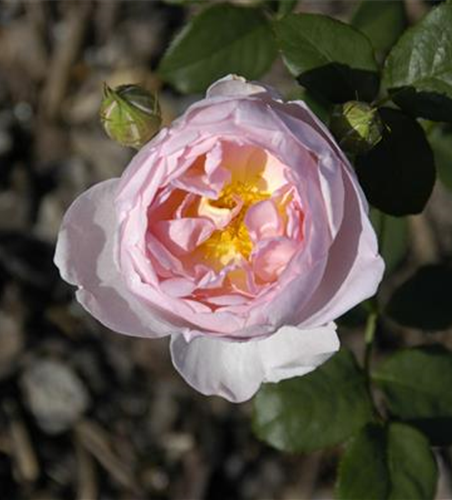 WIE GEHT... ROSEN üBERWINTERN?