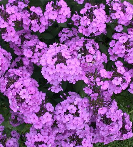 PHLOX