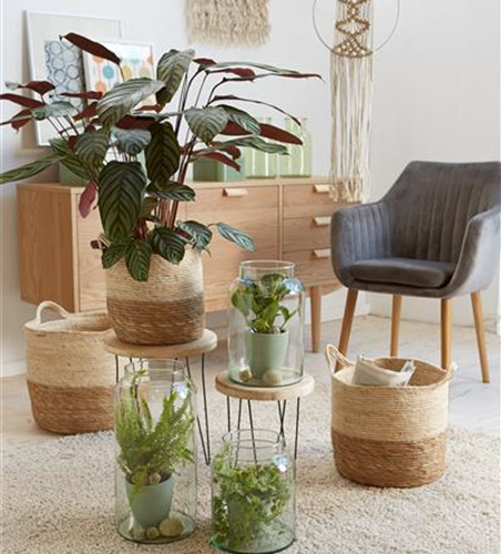 RAUMKLIMA MIT ZIMMERPFLANZEN!