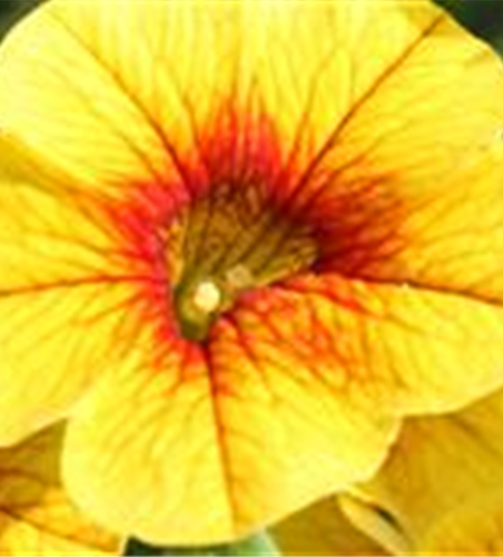 PFLANZE DES MONATS MAI: ZAUBERGLÖCKCHEN