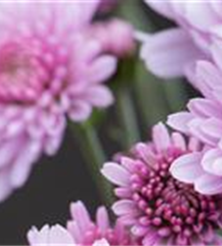 CHRYSANTHEME