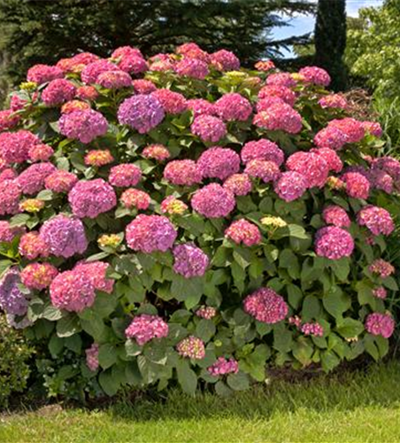 BAUERNHORTENSIE