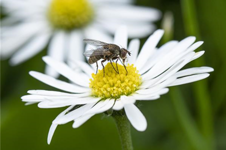 BIOLOGISCHER PFLANZENSCHUTZ IM GARTEN