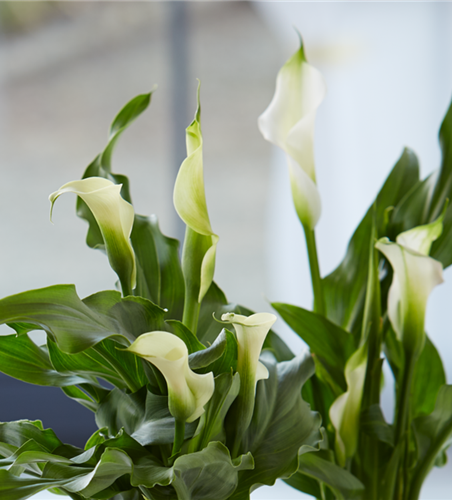 Calla