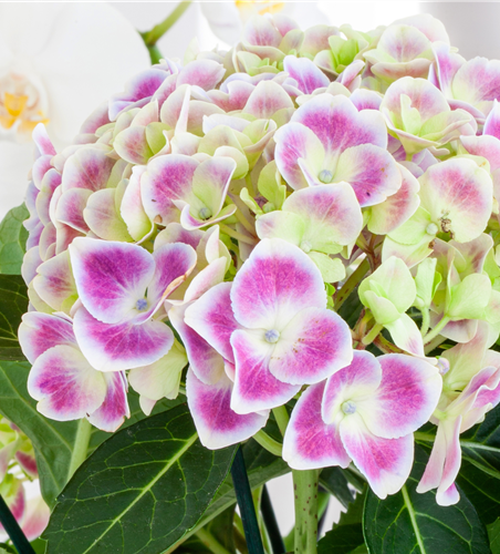 PFLANZE DES MONATS MÄRZ: ZIMMER-HORTENSIE