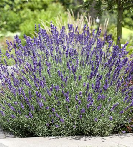 PFLANZE DES MONATS JUNI: LAVENDEL