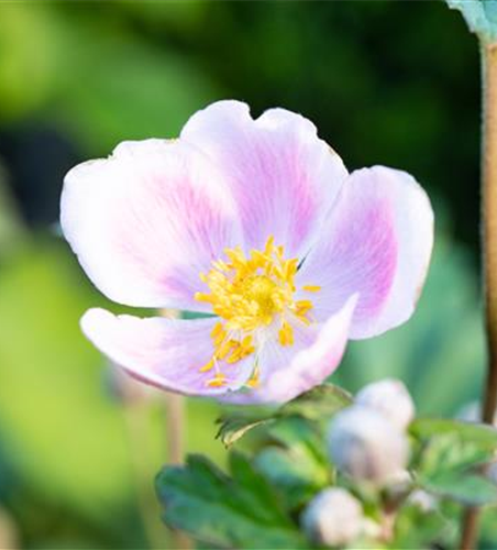 PFLANZE DES MONATS AUGUST: HERBSTANEMONE