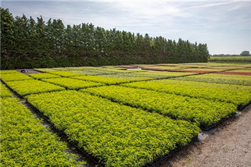 Baumschule Baumschule