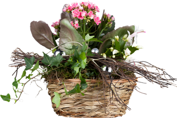 blühende Geschenke blühende Geschenke