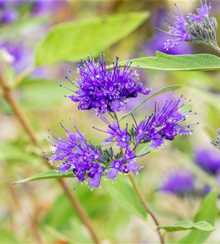 BARTBLUME