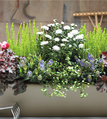 DER HERBST IM KASTEN!