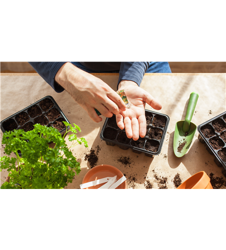 AUSSAAT, DIE AUFGEHT!