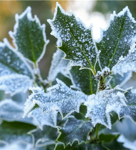 Pflanze des Monats Dezember: Stechpalme