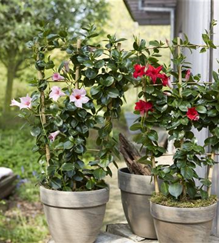 PFLANZE DES MONATS APRIL: DIPLADENIE