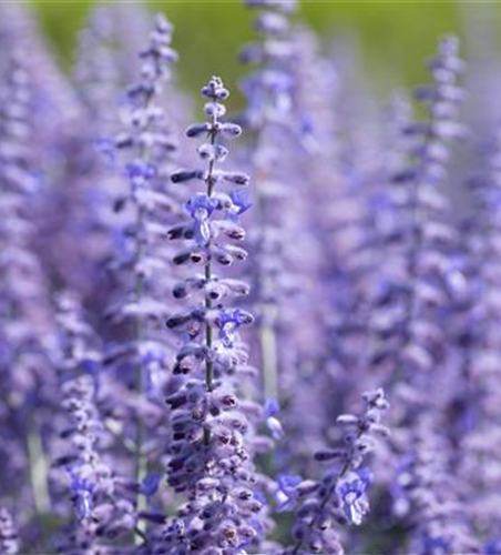 PFLANZE DES MONATS JULI: BLAURAUTE