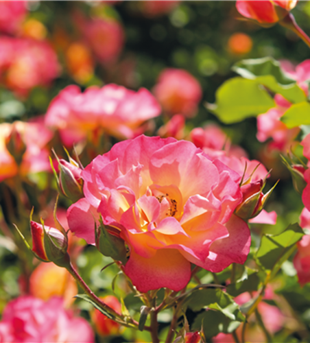 Pflanze des Monats Juli: ROSE